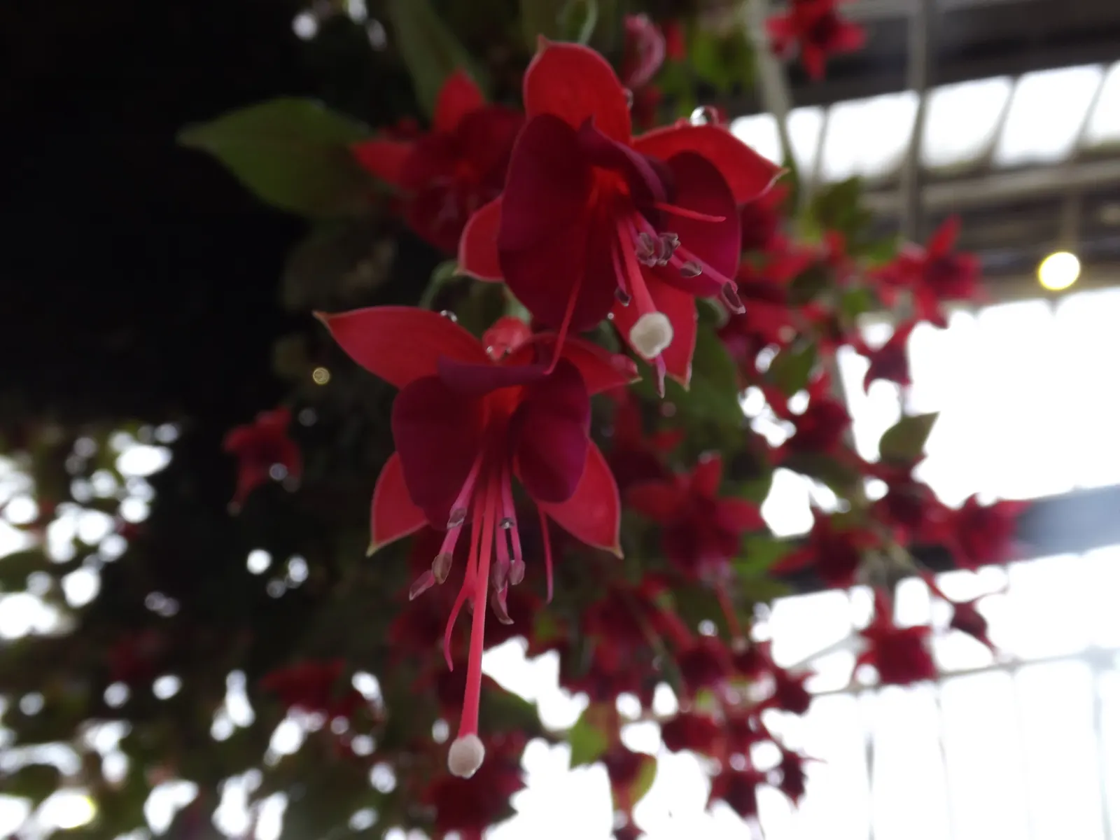 Bolivian Fuchsia (Fuchsia Boliviana) — It requires regular watering, especially during dry periods, to maintain its vigor