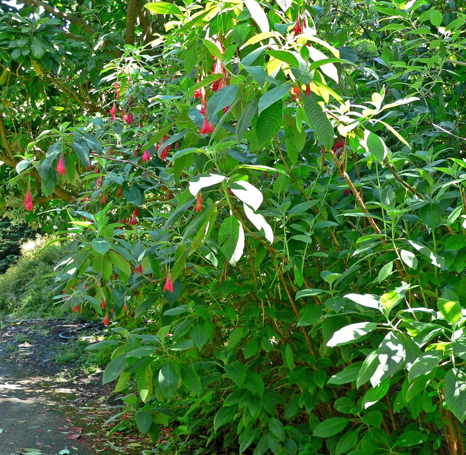 Bolivian Fuchsia (Fuchsia Boliviana) — drooping clusters of tubular flowers