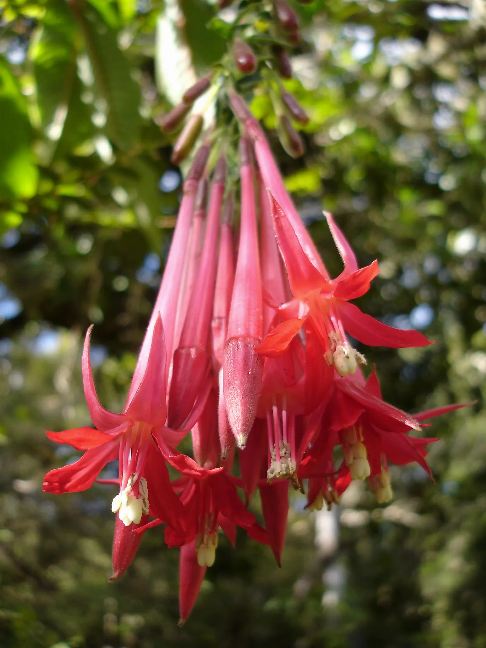 Bolivian Fuchsia (Fuchsia Boliviana) — the Bolivian Fuchsia provides a vertical interest that is both eye-catching and elegant