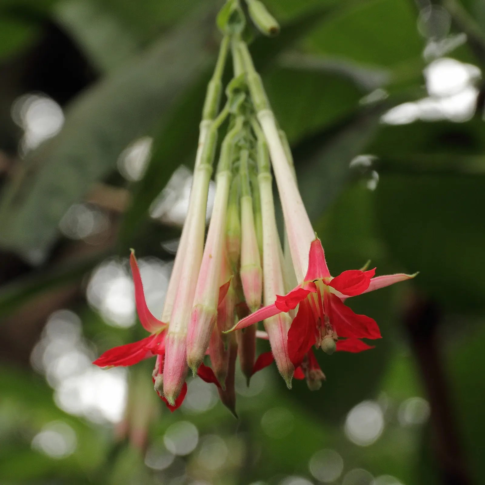 Bolivian Fuchsia (Fuchsia Boliviana) — Prone to frost, suitable for USDA Zones 9-11