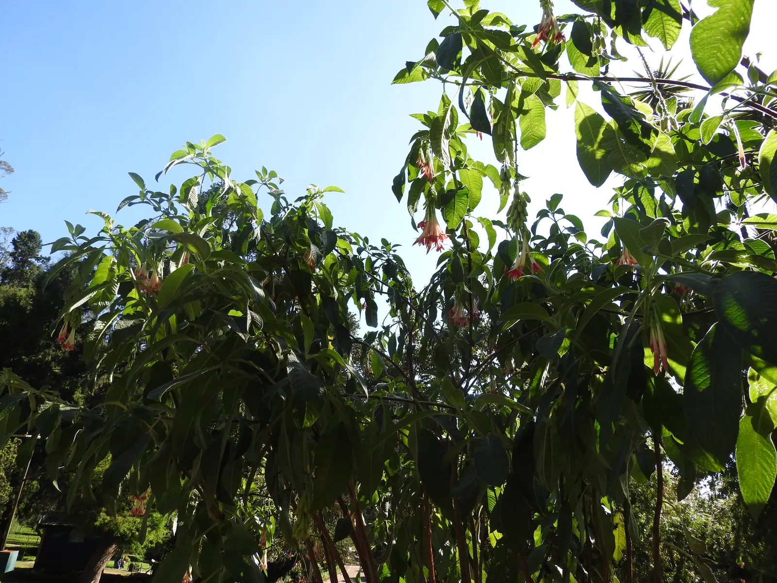 Bolivian Fuchsia (Fuchsia Boliviana) — Attracts hummingbirds and benefits from regular watering and fertilization