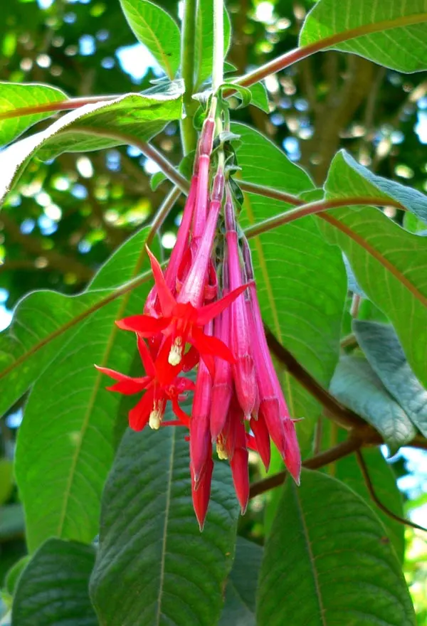 Bolivian Fuchsia (Fuchsia Boliviana) — The Fuchsia boliviana, or Bolivian Fuchsia, is an evergreen shrub reaching 6-10 ft in height