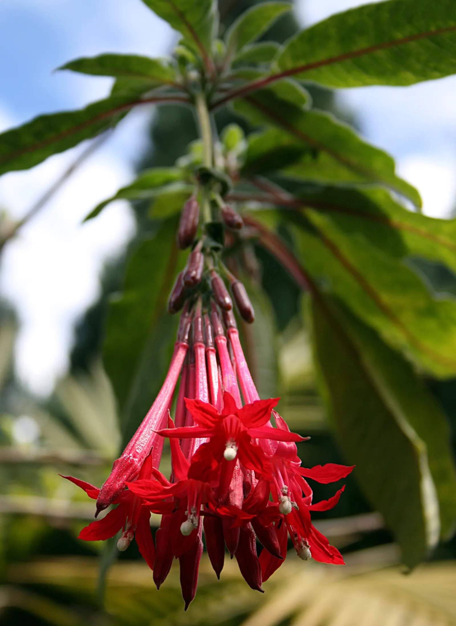 Bolivian Fuchsia (Fuchsia Boliviana) — growing up to 6 inches long