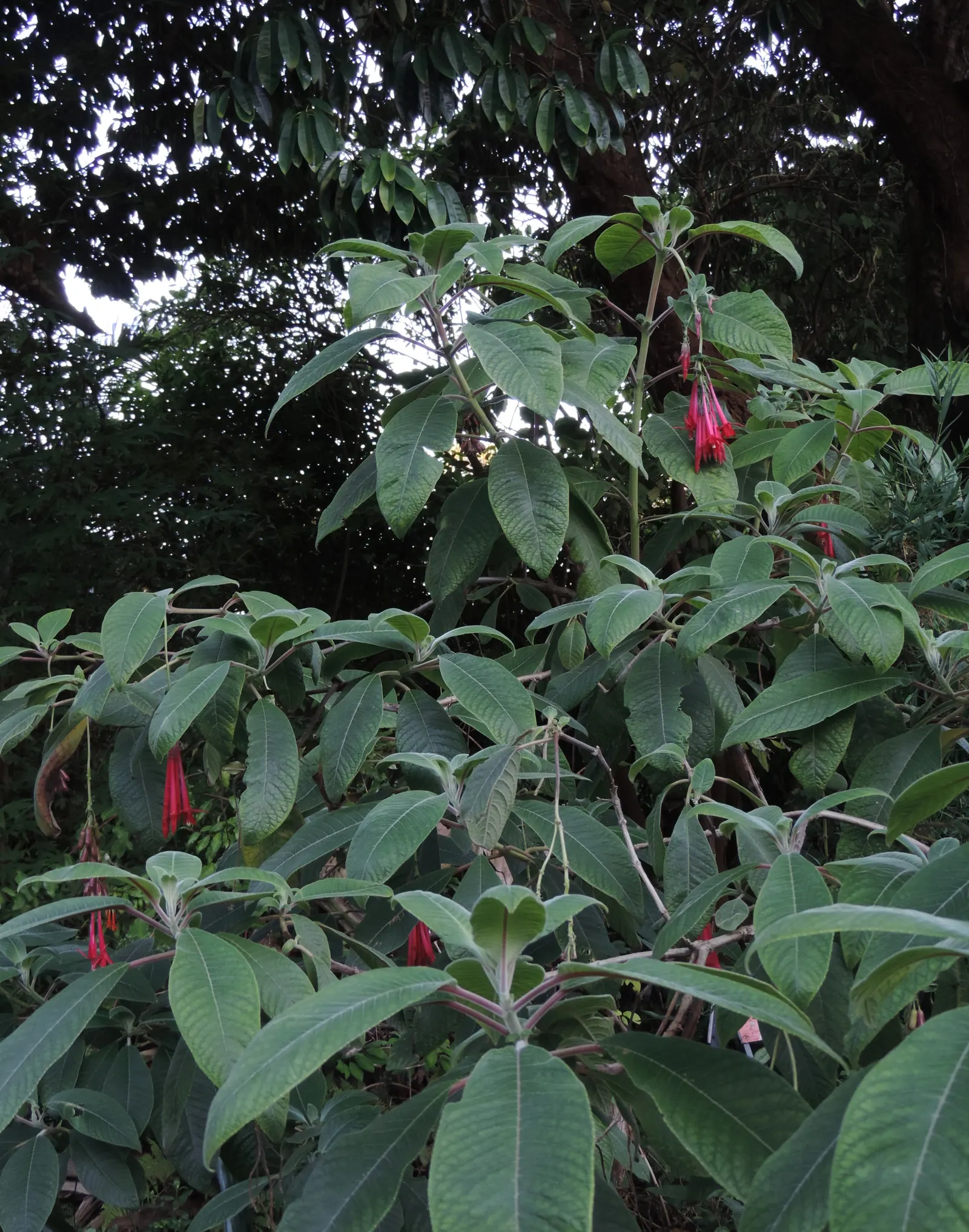 Bolivian Fuchsia (Fuchsia Boliviana) — native to the Andean region in South America