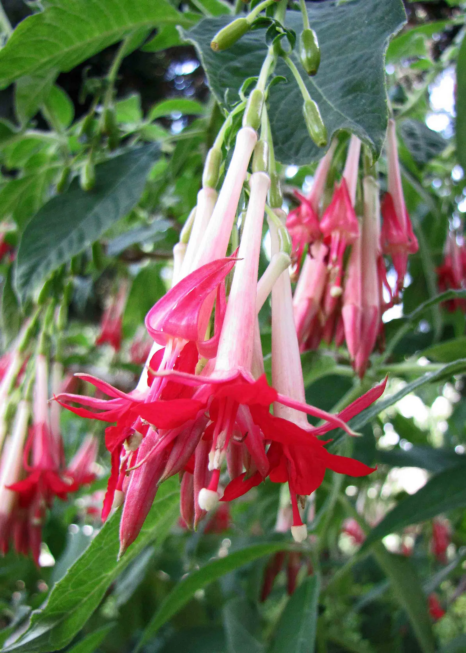 Bolivian Fuchsia (Fuchsia Boliviana) — red flowers in the garden