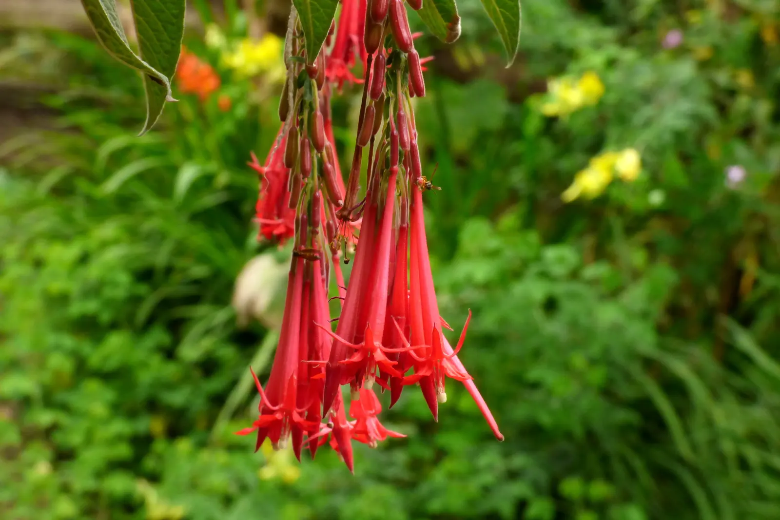 Bolivian Fuchsia (Fuchsia Boliviana) — perennial for half or shade