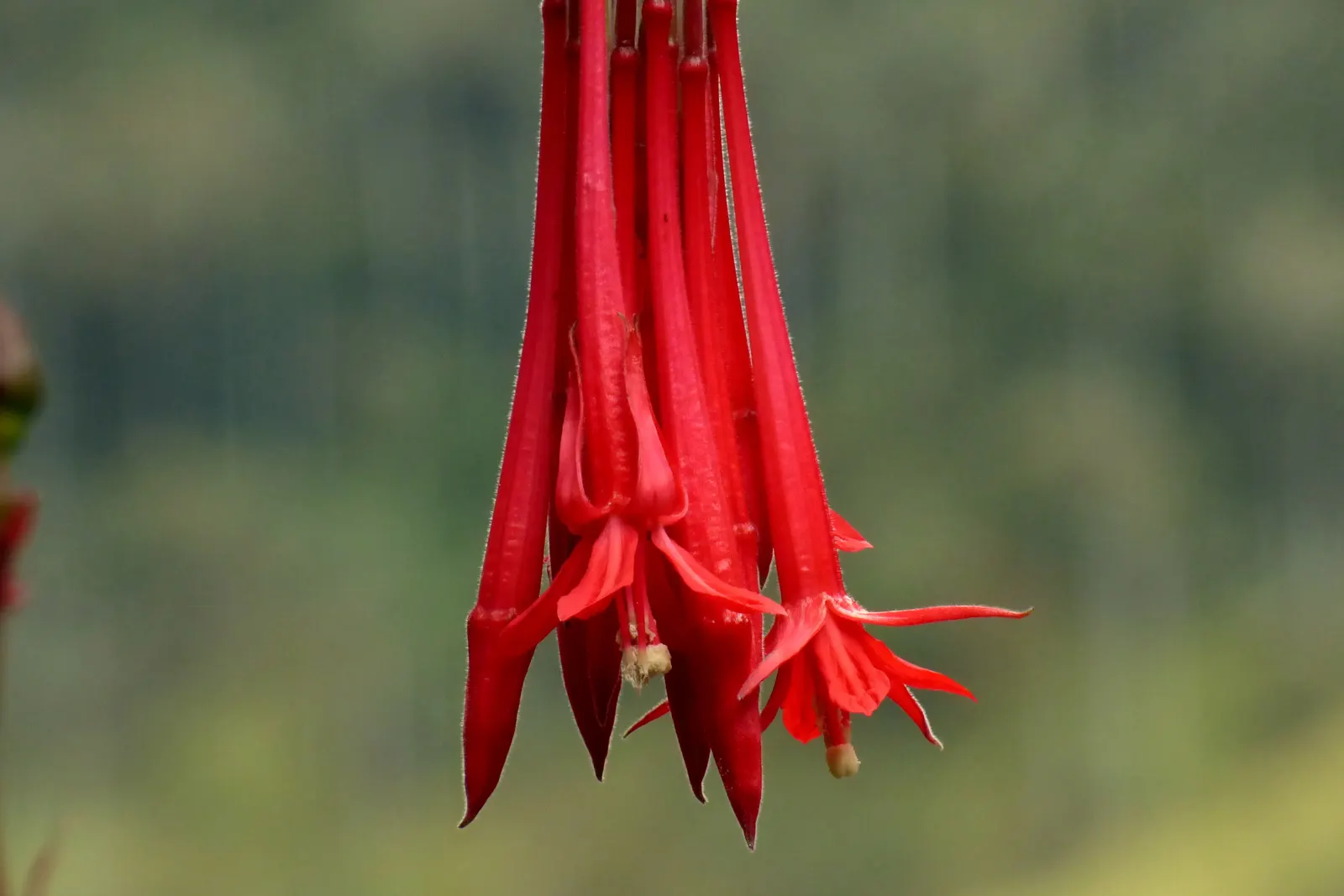 Bolivian Fuchsia (Fuchsia Boliviana) — Celebrated for its drooping clusters of red-pink, tubular flowers, it blooms continuously from summer to fall, image 28