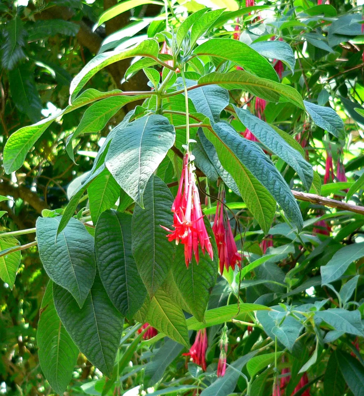 Bolivian Fuchsia (Fuchsia Boliviana) — Its hummingbird-attracting flowers add dynamic wildlife interactions for the client to enjoy