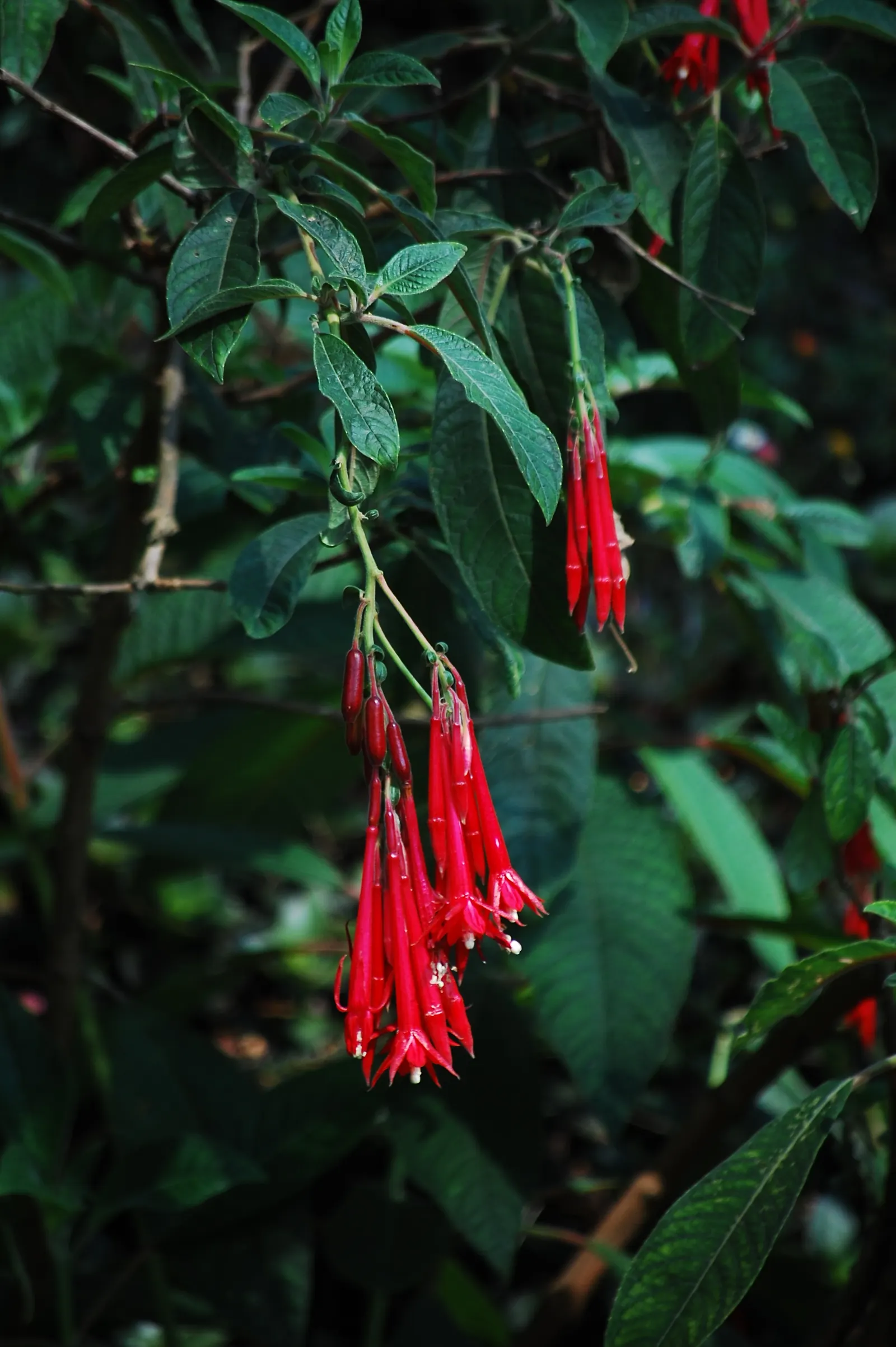 Bolivian Fuchsia (Fuchsia Boliviana) — well-drained soil with a slightly acidic pH of about 6 to 7