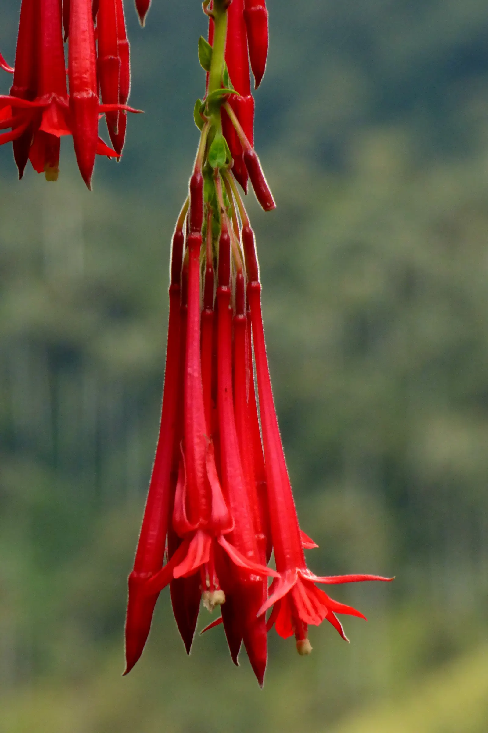 Bolivian Fuchsia (Fuchsia Boliviana) — contrasting beautifully with its pendulous blooms.<br><br>Fuchsia boliviana prefers rich