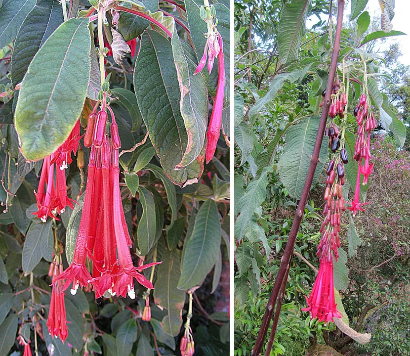 Bolivian Fuchsia (Fuchsia Boliviana) — consider its requirements and its potential as a specimen plant or as part of a mixed border