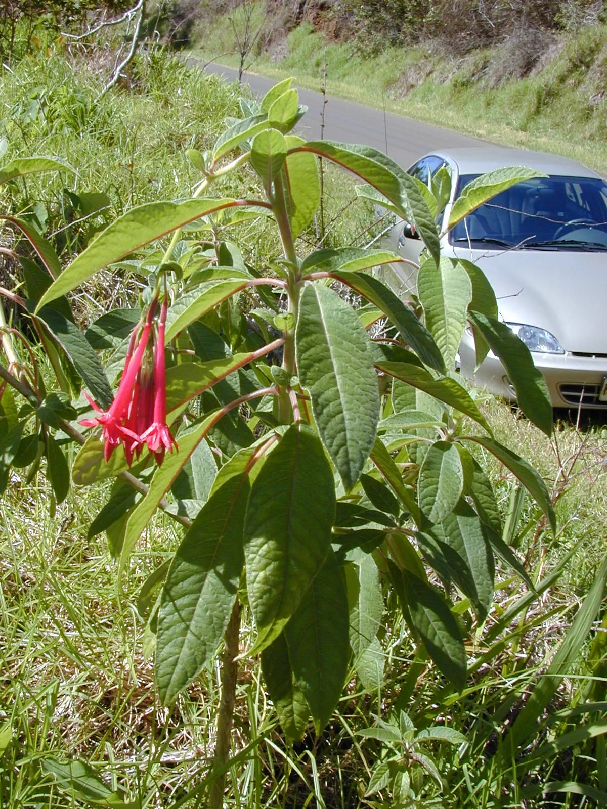 Bolivian Fuchsia (Fuchsia Boliviana) — add a dense curtain of foliage