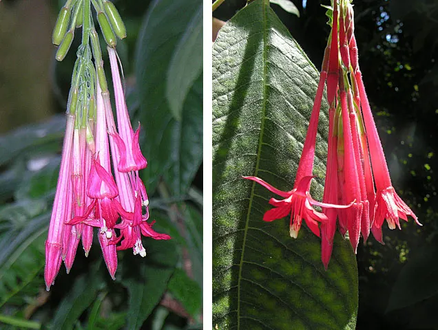 Bolivian Fuchsia (Fuchsia Boliviana) — creating an enchanting garden atmosphere