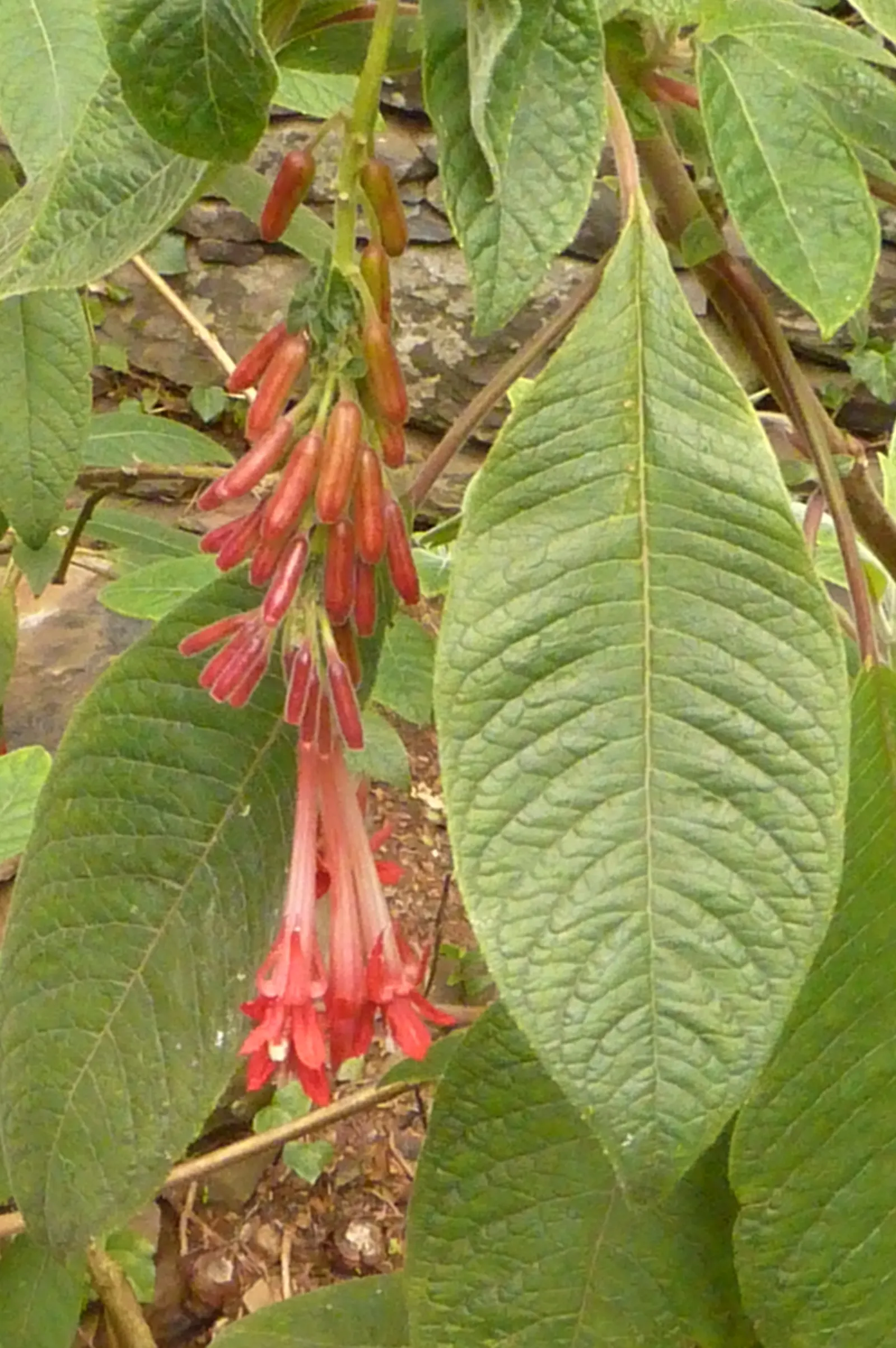 Bolivian Fuchsia (Fuchsia Boliviana) — perennial with red blooms