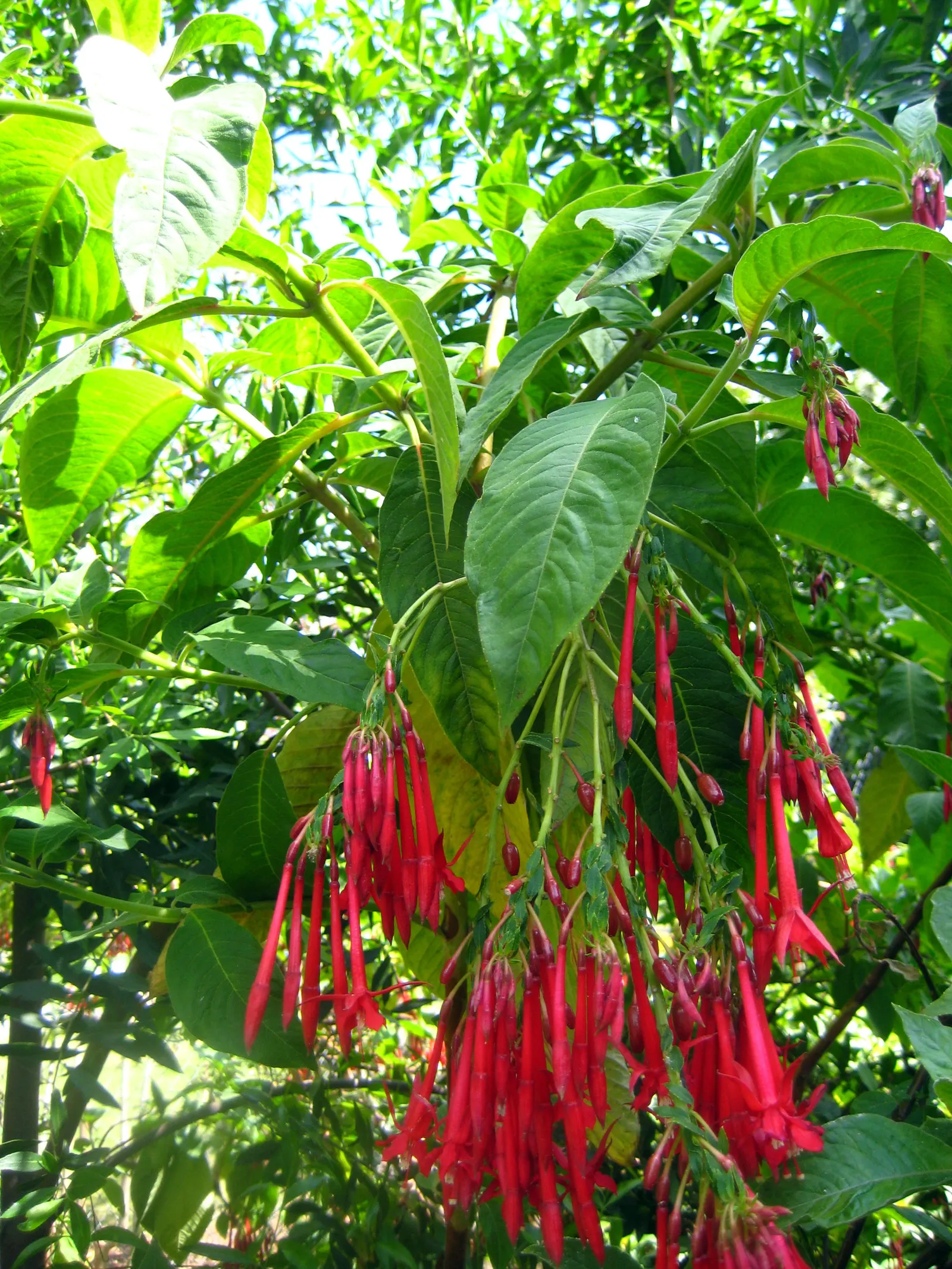 Bolivian Fuchsia (Fuchsia Boliviana) — with a spread of about 4 to 5 feet