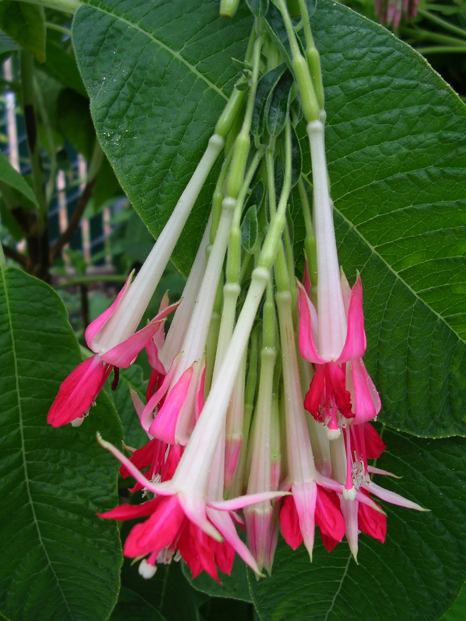 Bolivian Fuchsia (Fuchsia Boliviana) — commonly referred to as the Bolivian Fuchsia