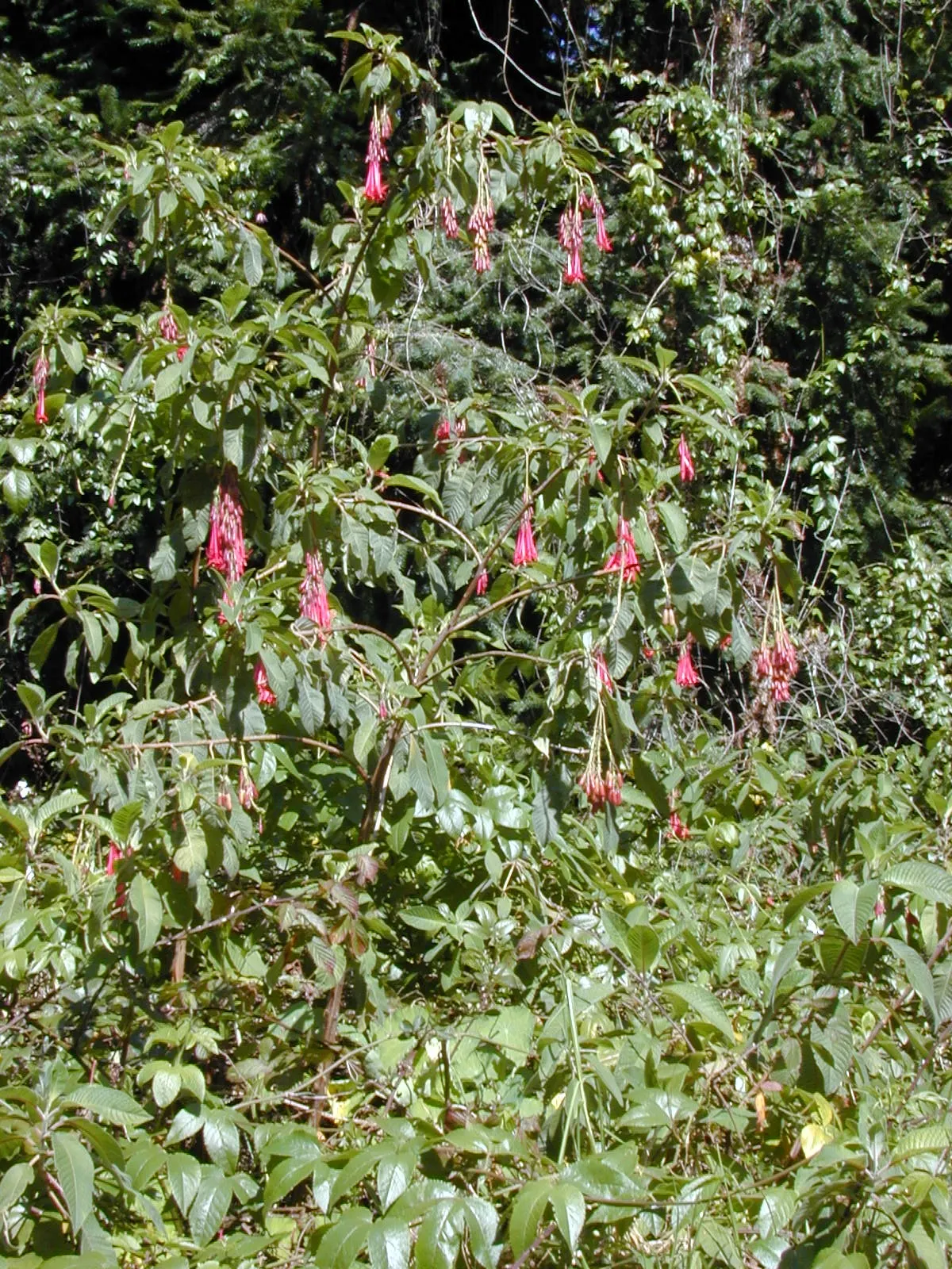 Bolivian Fuchsia (Fuchsia Boliviana) — The Fuchsia boliviana, or Bolivian Fuchsia, is an evergreen shrub reaching 6-10 ft in height; attracts hummingbirds and