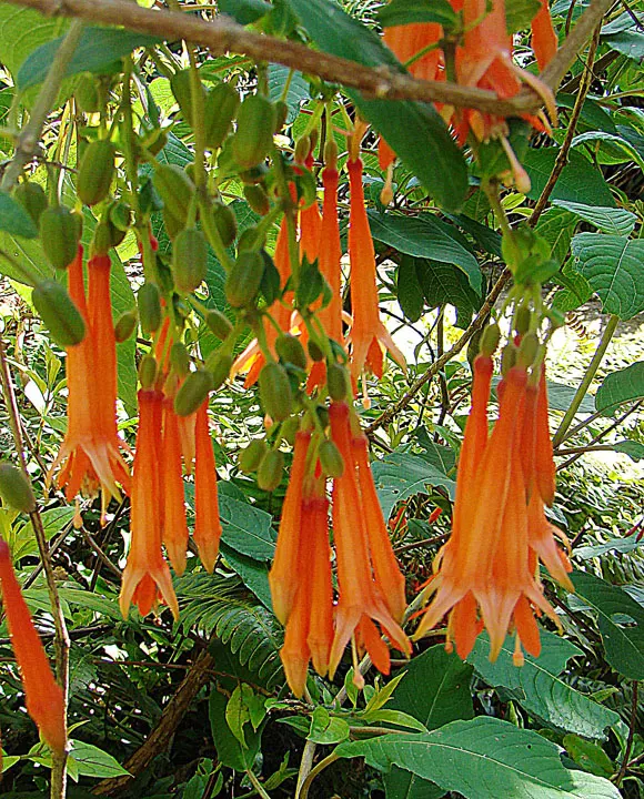 Bolivian Fuchsia (Fuchsia Boliviana) — displaying a striking combination of scarlet sepals and deep purple corollas