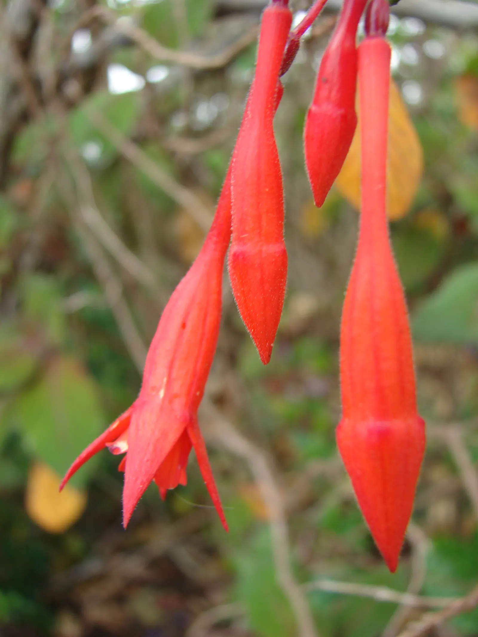 Bolivian Fuchsia (Fuchsia Boliviana) — Ideal in partial shade, in well-drained soils