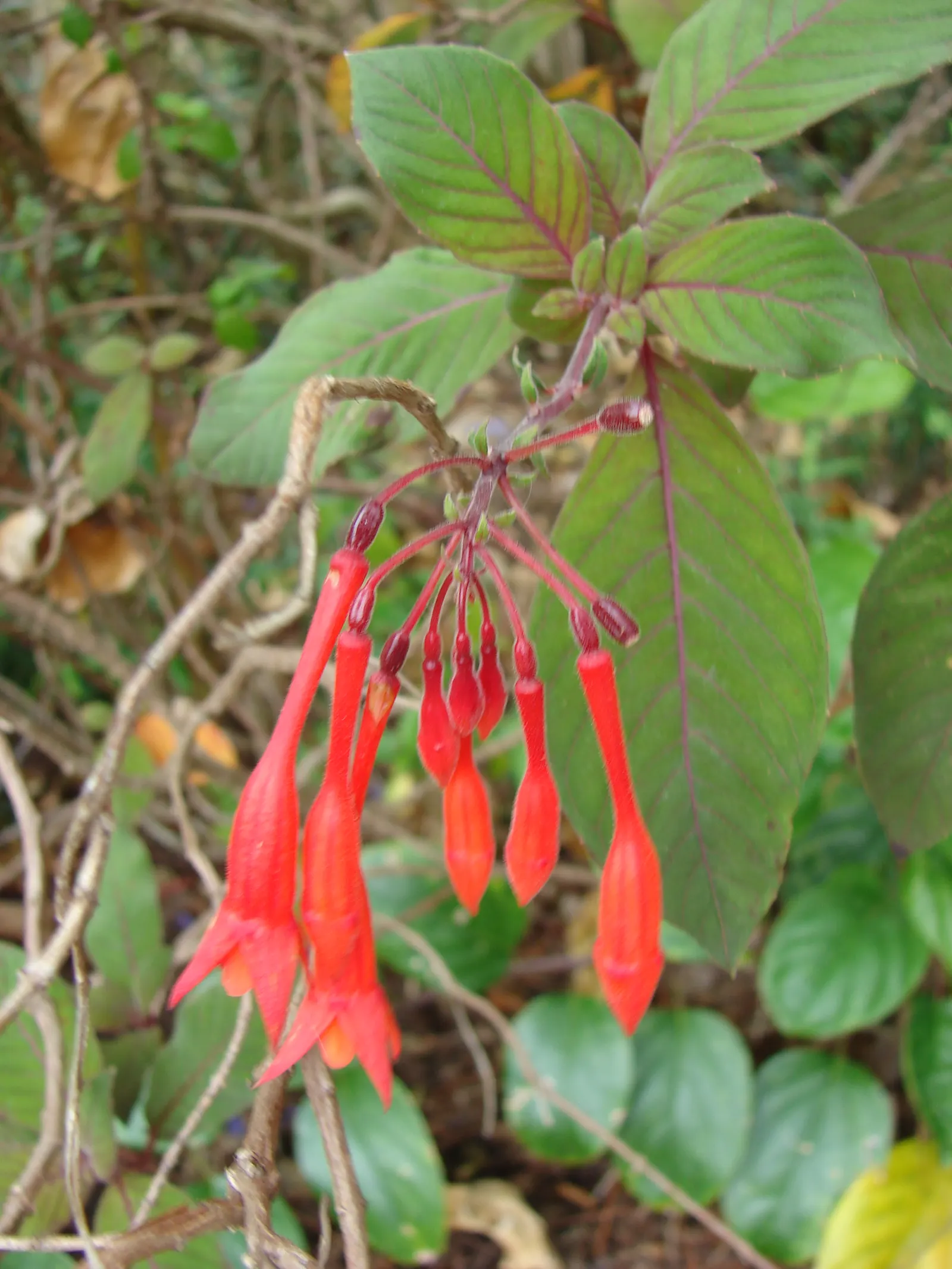 Bolivian Fuchsia (Fuchsia Boliviana) — Perfect for adding vibrant cascades of color to temperate gardens