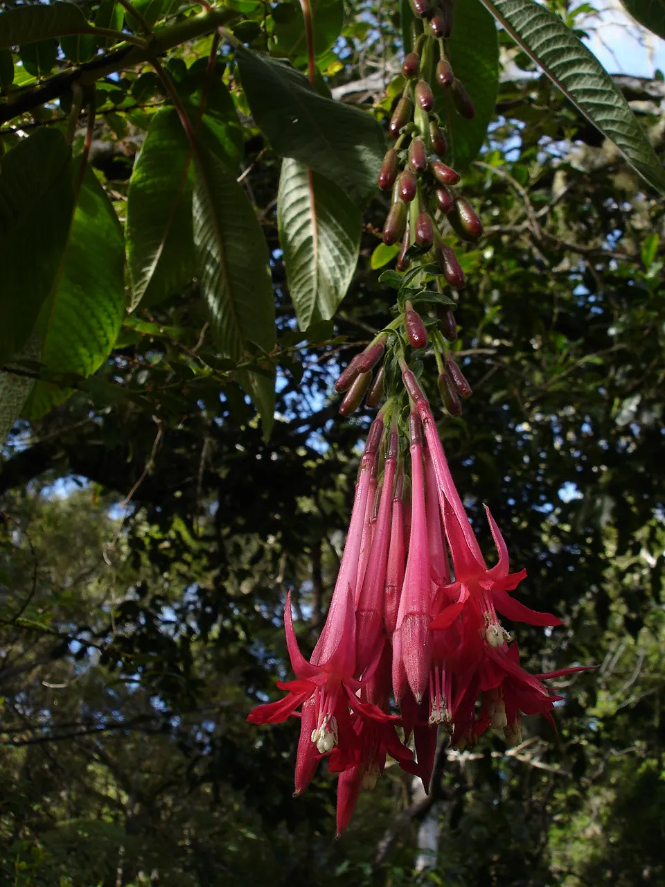 Bolivian Fuchsia (Fuchsia Boliviana) — In addition to its height