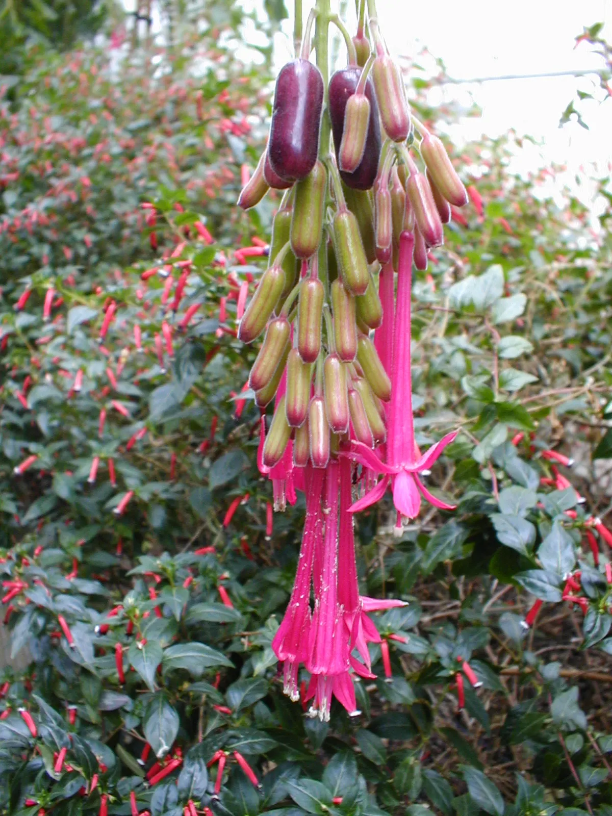 Bolivian Fuchsia (Fuchsia Boliviana) — A light application of a balanced