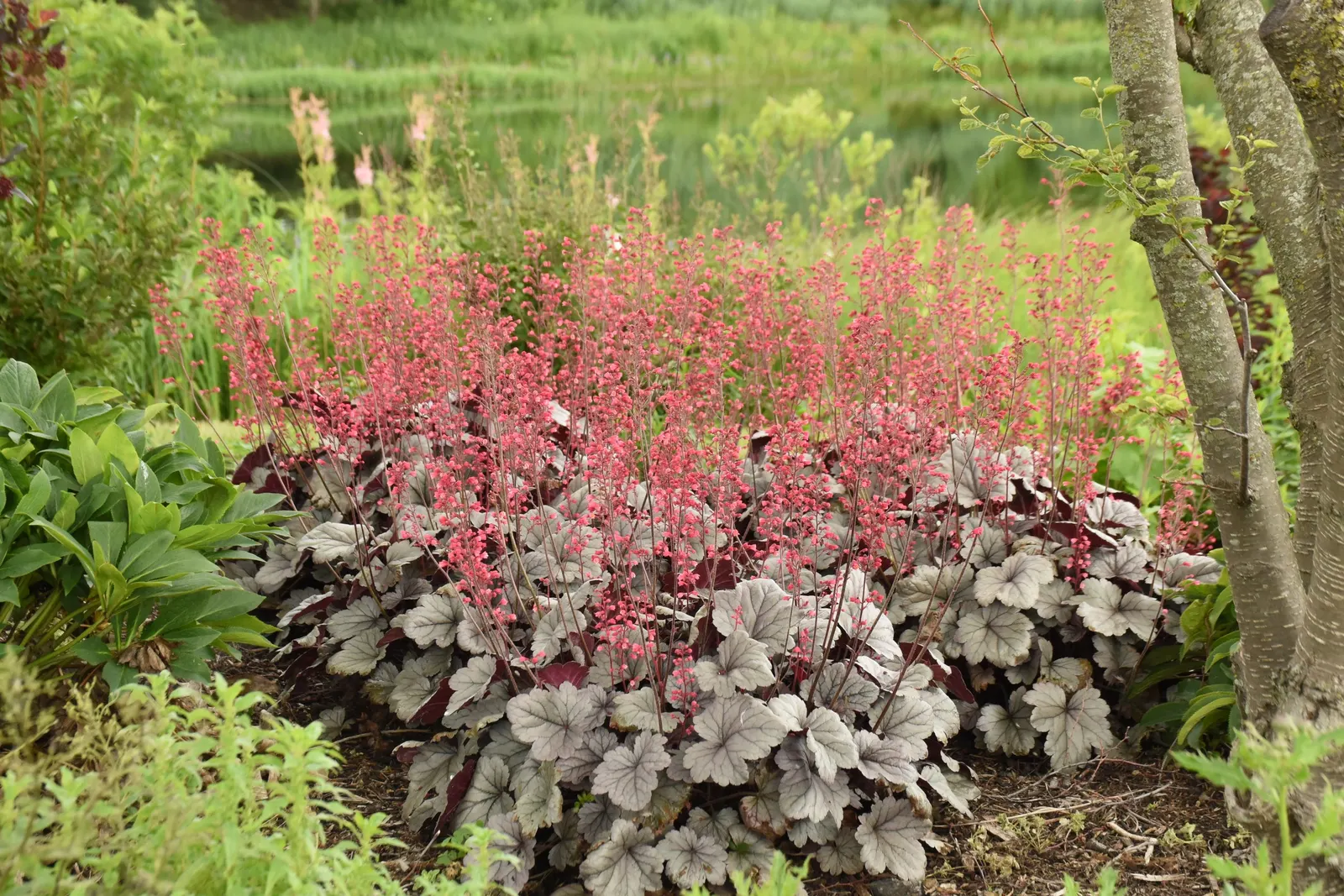 'Silver Gumdrop' Coral Bells (Heuchera hybrid) — layered texture is needed