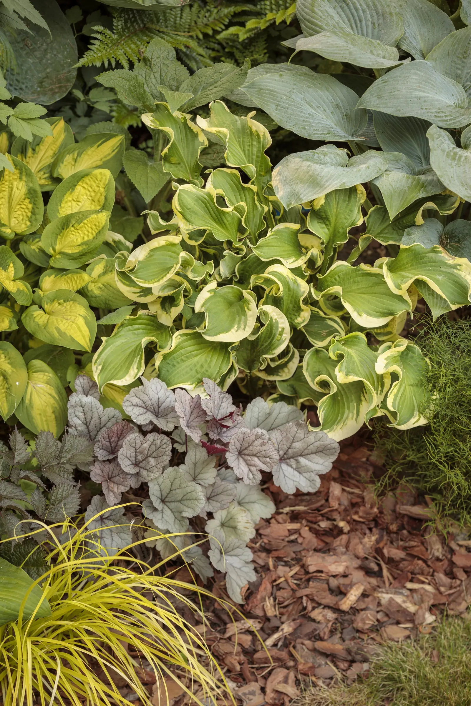 'Wheee!' Hosta (Hosta hybrid) — Clean away the dead foliage after frost to prevent insect problems the following year; purple flowers in the garden