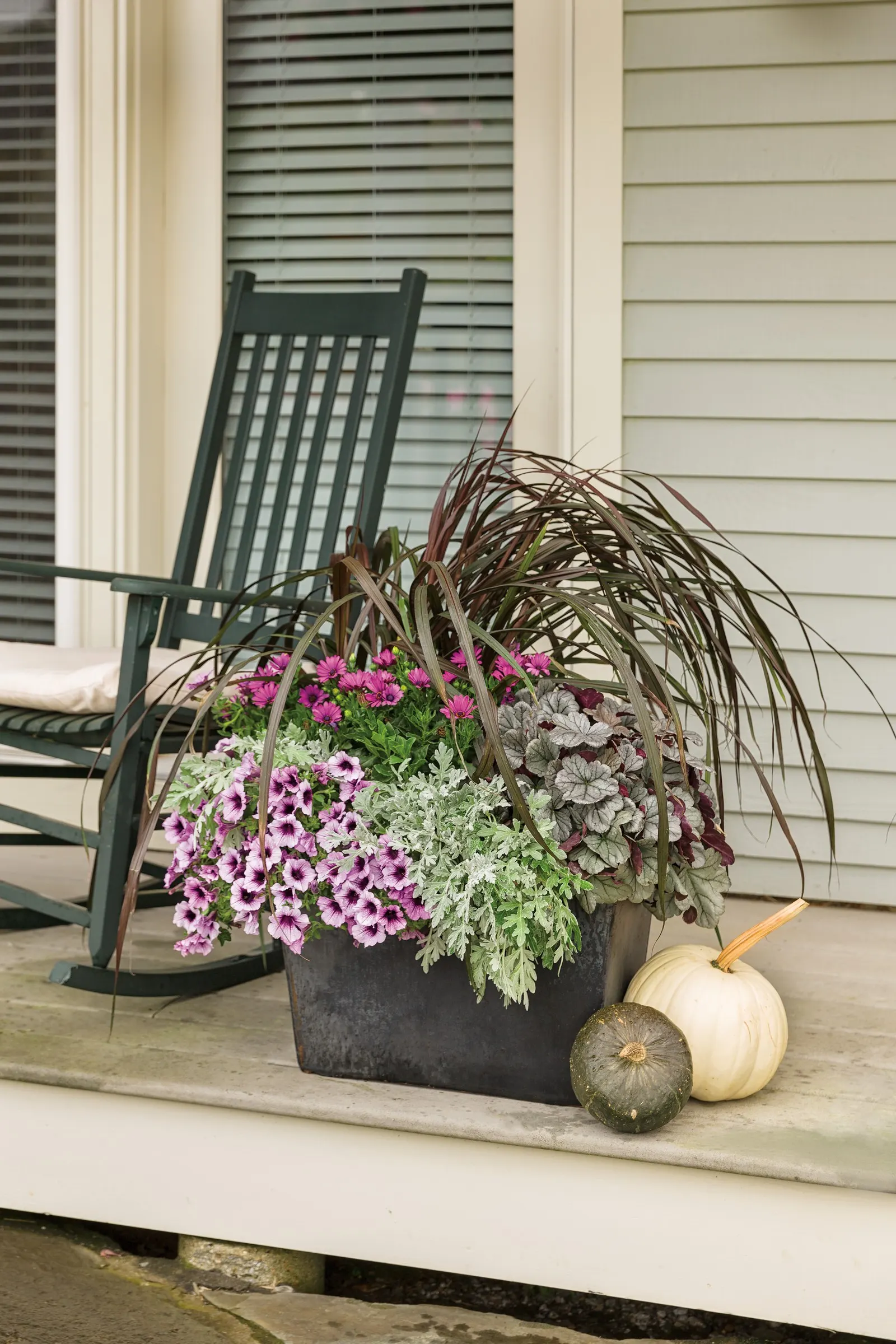 Purple African Daisy (Osteospermum) — Deadheading not necessary for continuous bloom