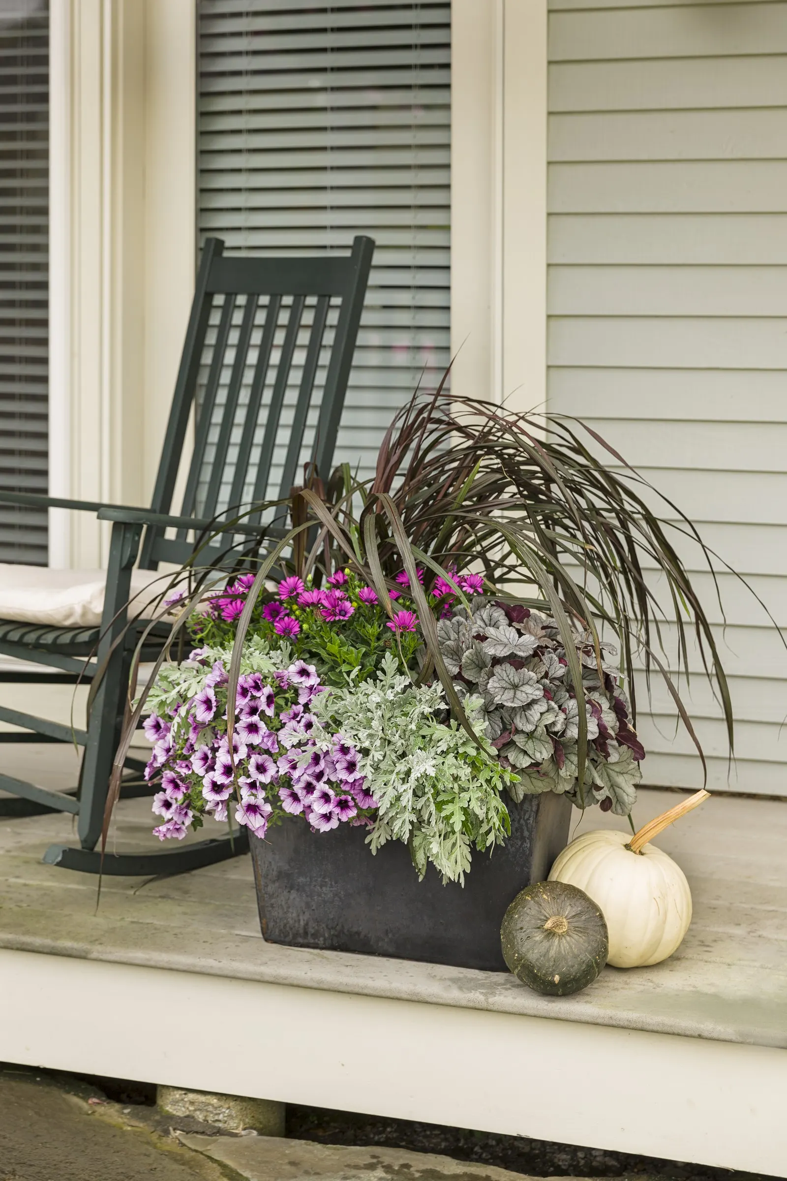 Vertigo® Purple Fountain Grass (Pennisetum purpureum) — Graceful Grasses Vertigo is a warm-season grass; if you like to tidy your garden in fall or, image 142