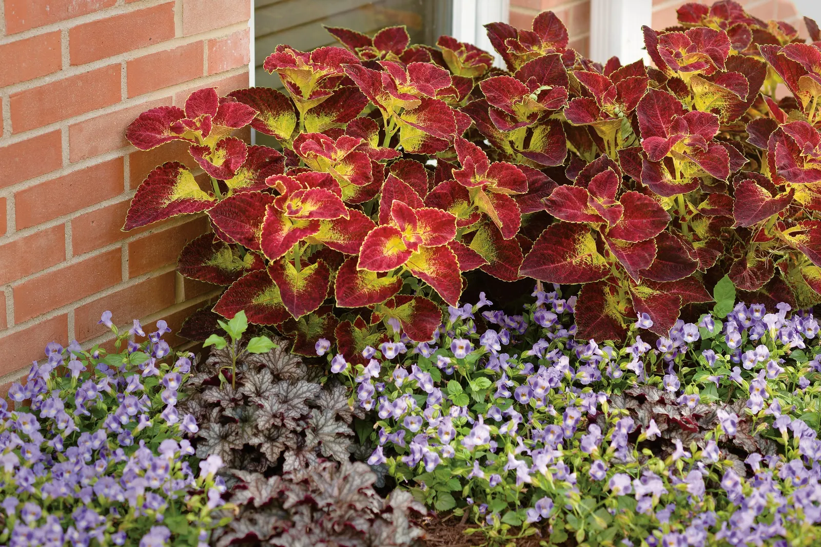 'Silver Gumdrop' Coral Bells (Heuchera hybrid) — silvery foliage and refined mounded habit