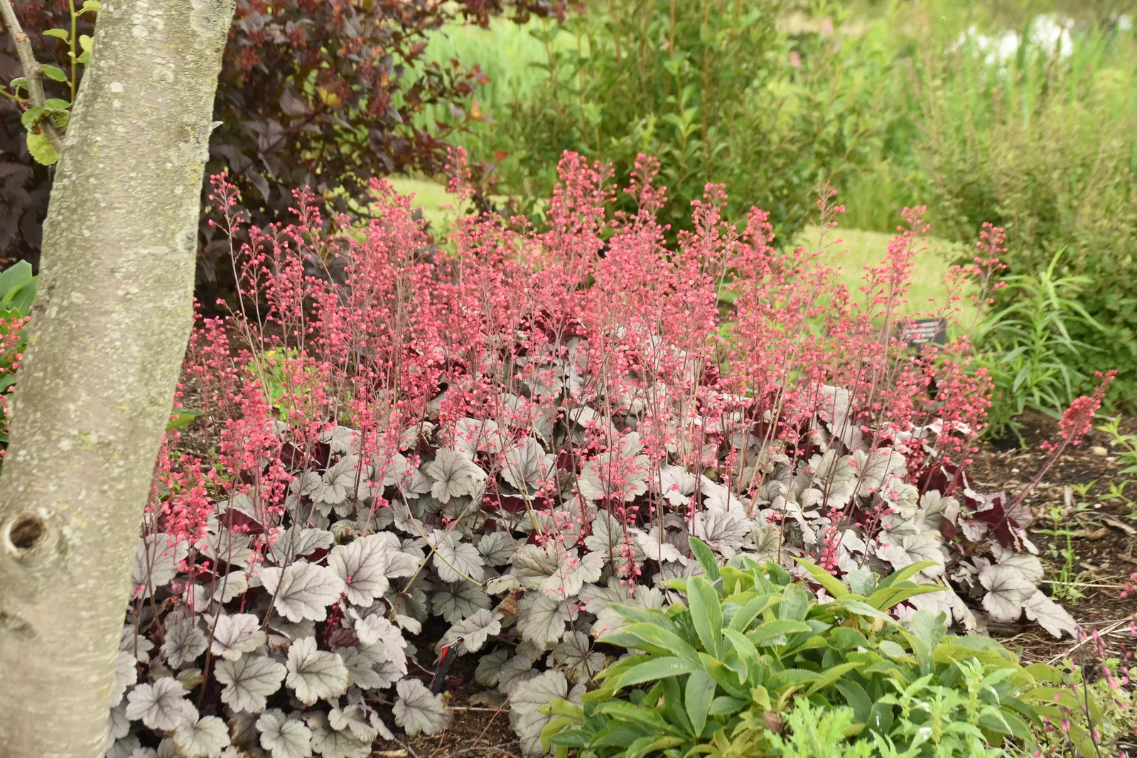 'Silver Gumdrop' Coral Bells (Heuchera hybrid) — It grows 6-8 inches tall and spreads 14-16 inches wide