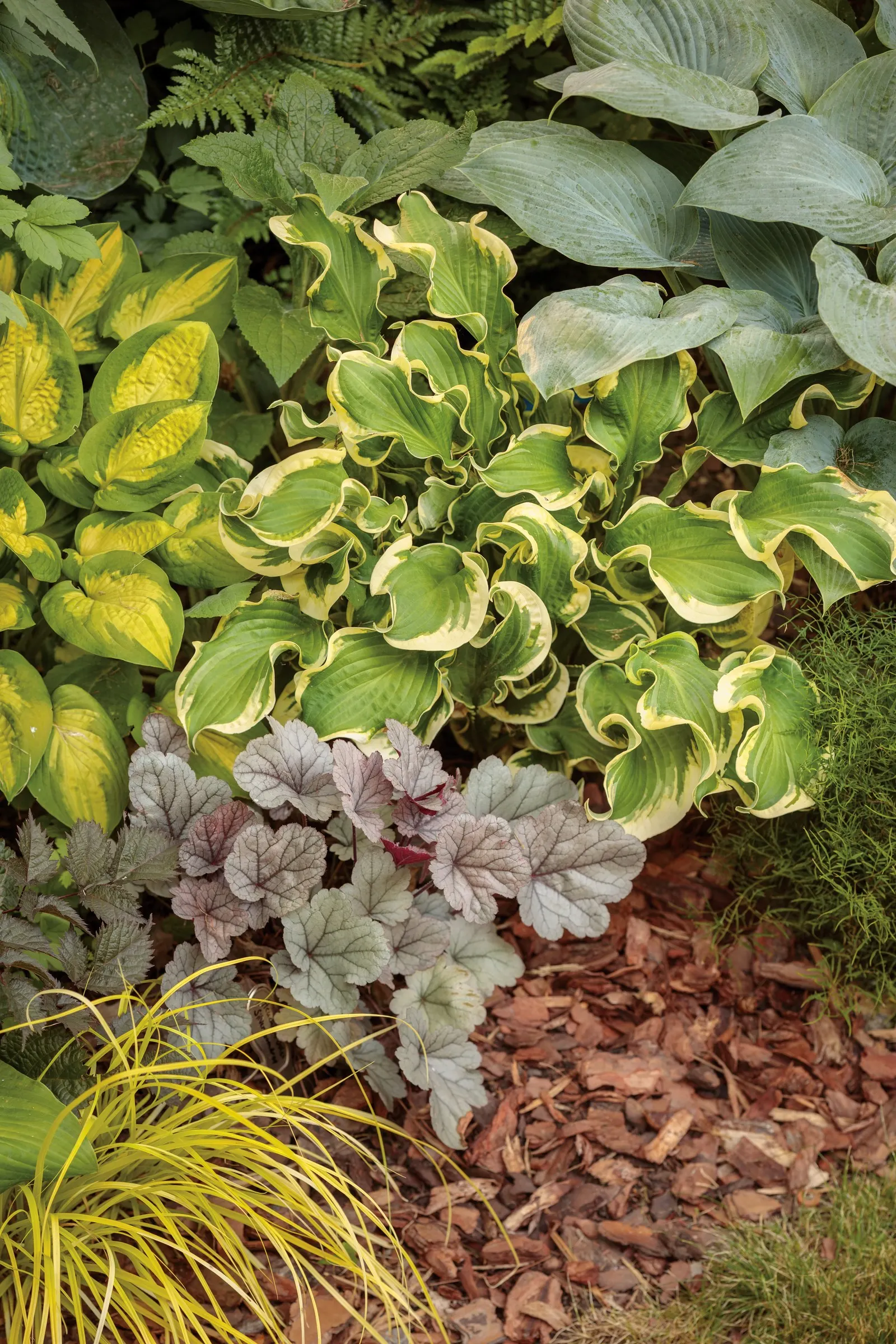 'Silver Gumdrop' Coral Bells (Heuchera hybrid) — slender stems rise above the foliage carrying vibrant pink flowers that attract bees