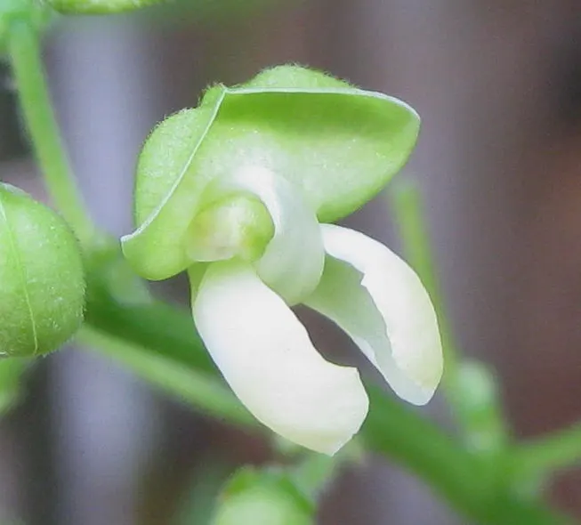 Lima Beans (Phaseolus Lunatus) — hardiness zones 3 through 10, making them versatile for a variety of climates