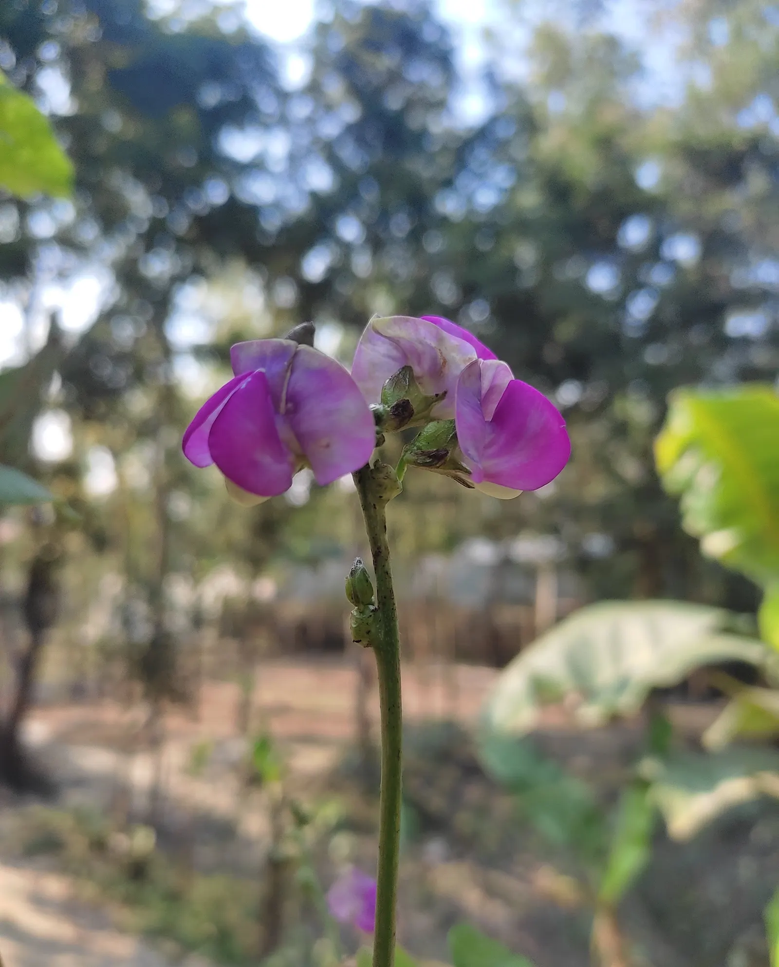 Lima Beans (Phaseolus Lunatus) — with plants spaced approximately 6 to 10 inches apart to allow for adequate growth