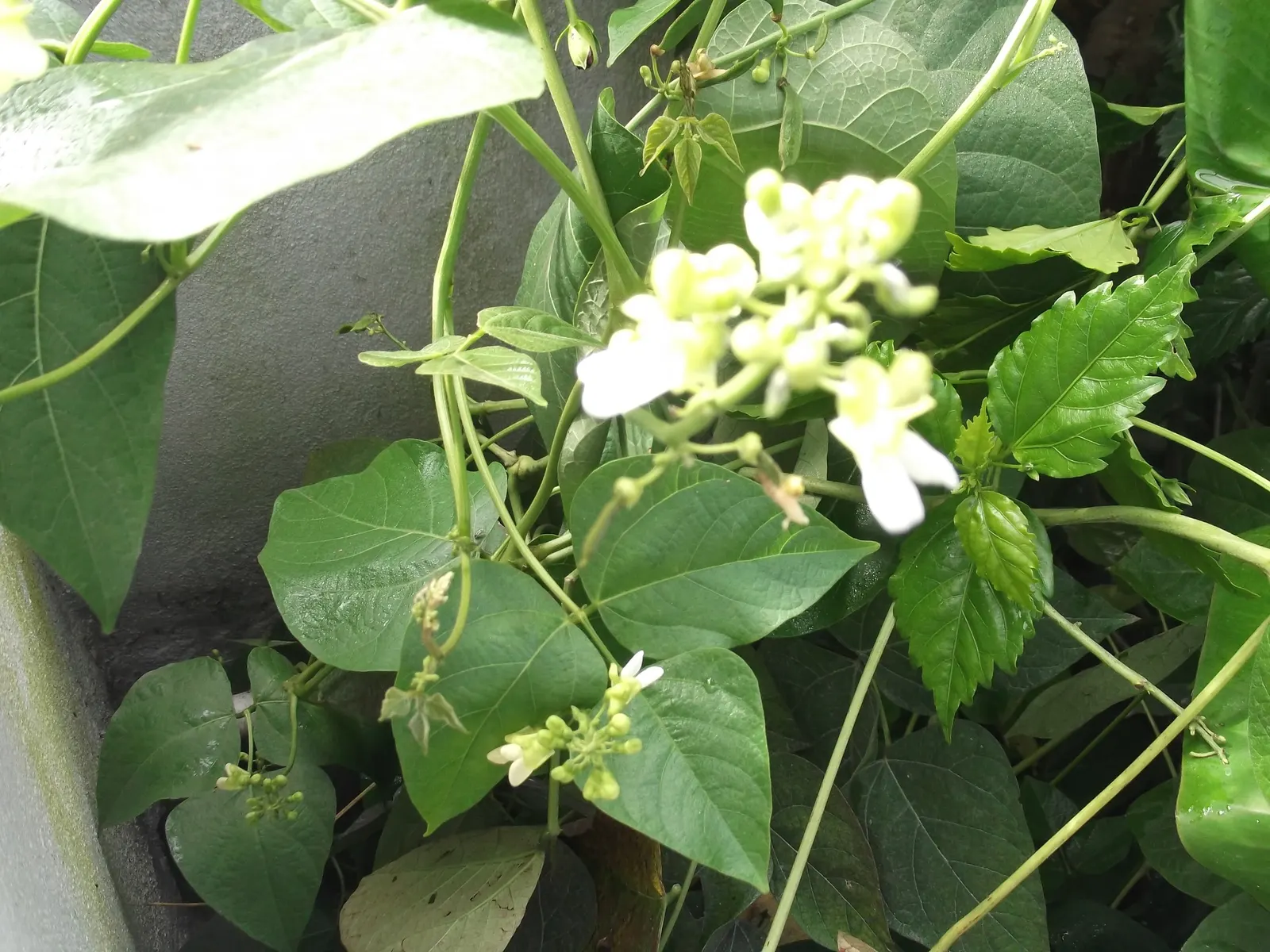 Lima Beans (Phaseolus Lunatus) — Planting is best post-frost, with a mature height ranging from 1 to 3 ft and a spread of 2 ft