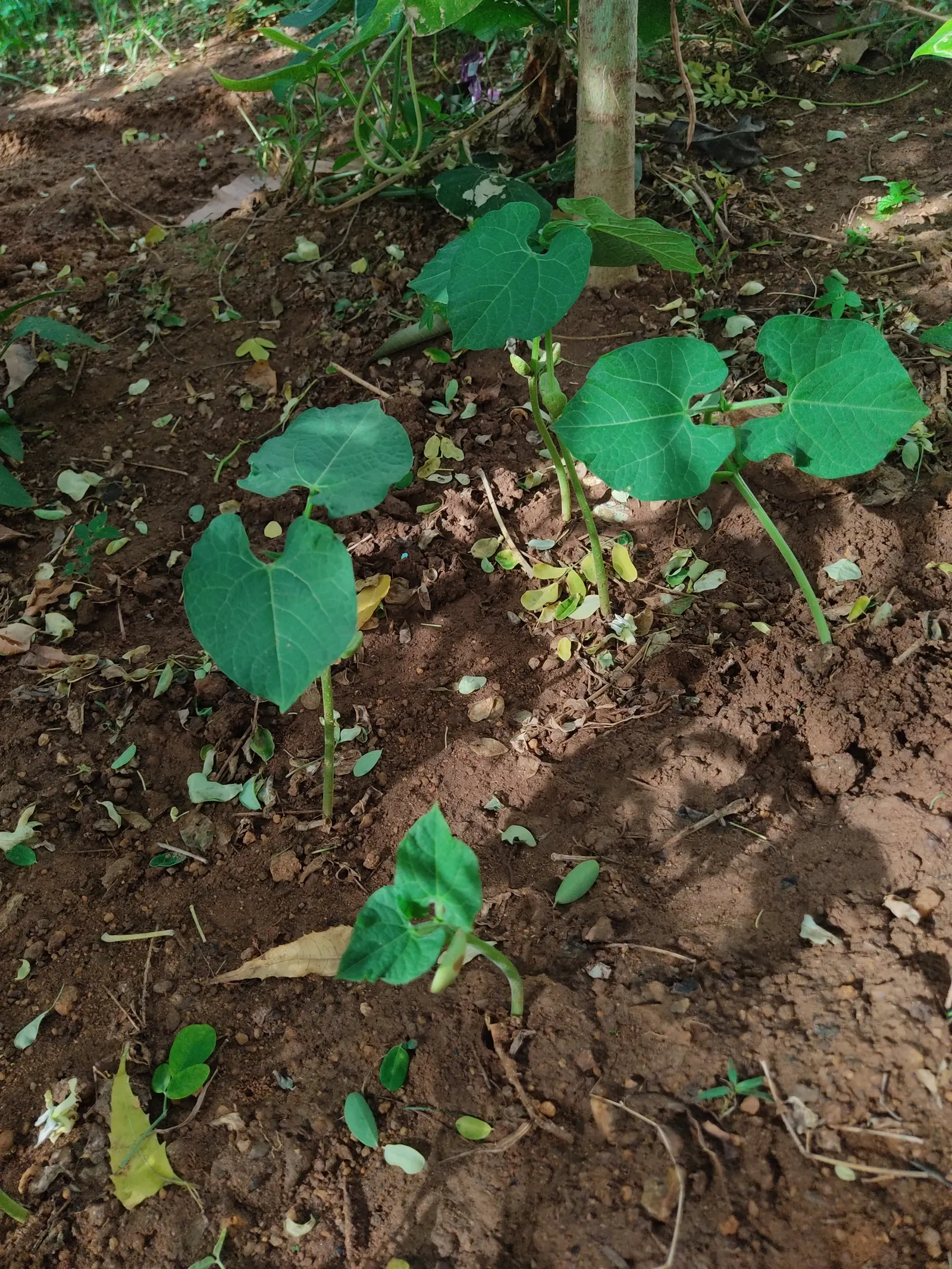 Lima Beans (Phaseolus Lunatus) — providing an enriching experience for the gardener