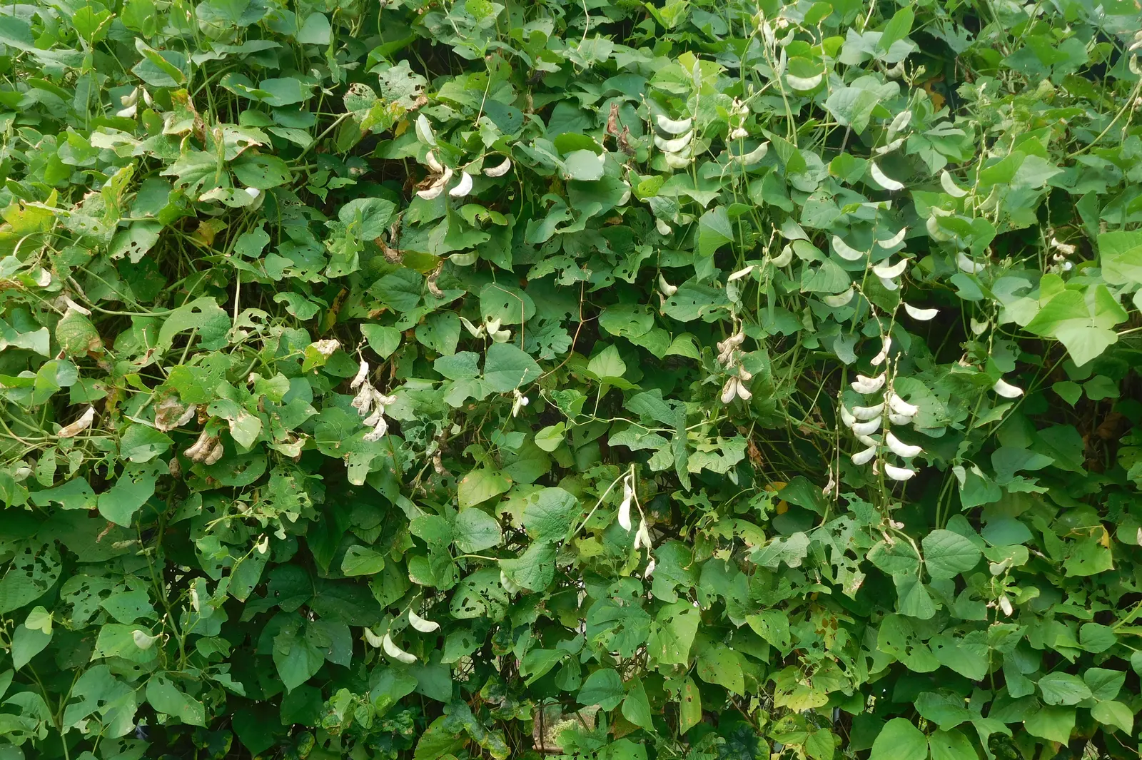 Lima Beans (Phaseolus Lunatus) — This species boasts broad, flat pods containing creamy seeds, providing a dual ornamental and culinary use