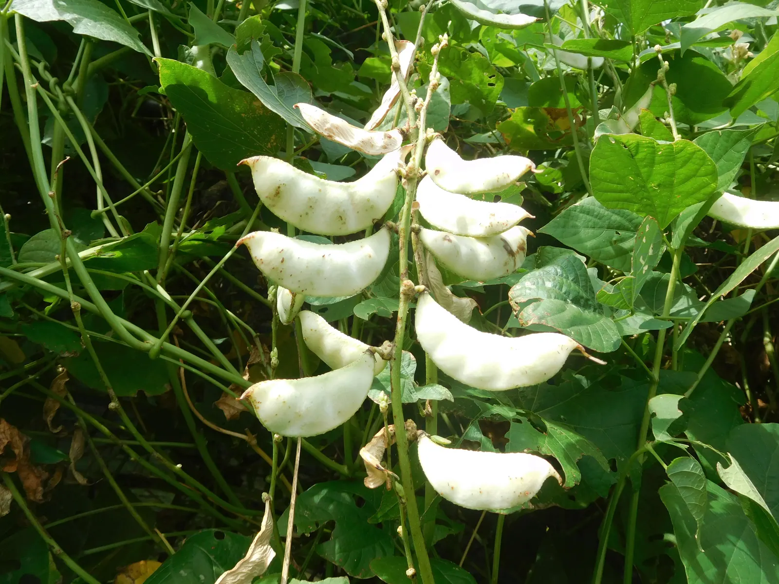 Lima Beans (Phaseolus Lunatus) — are a remarkable legume that brings not only visual appeal to a landscape