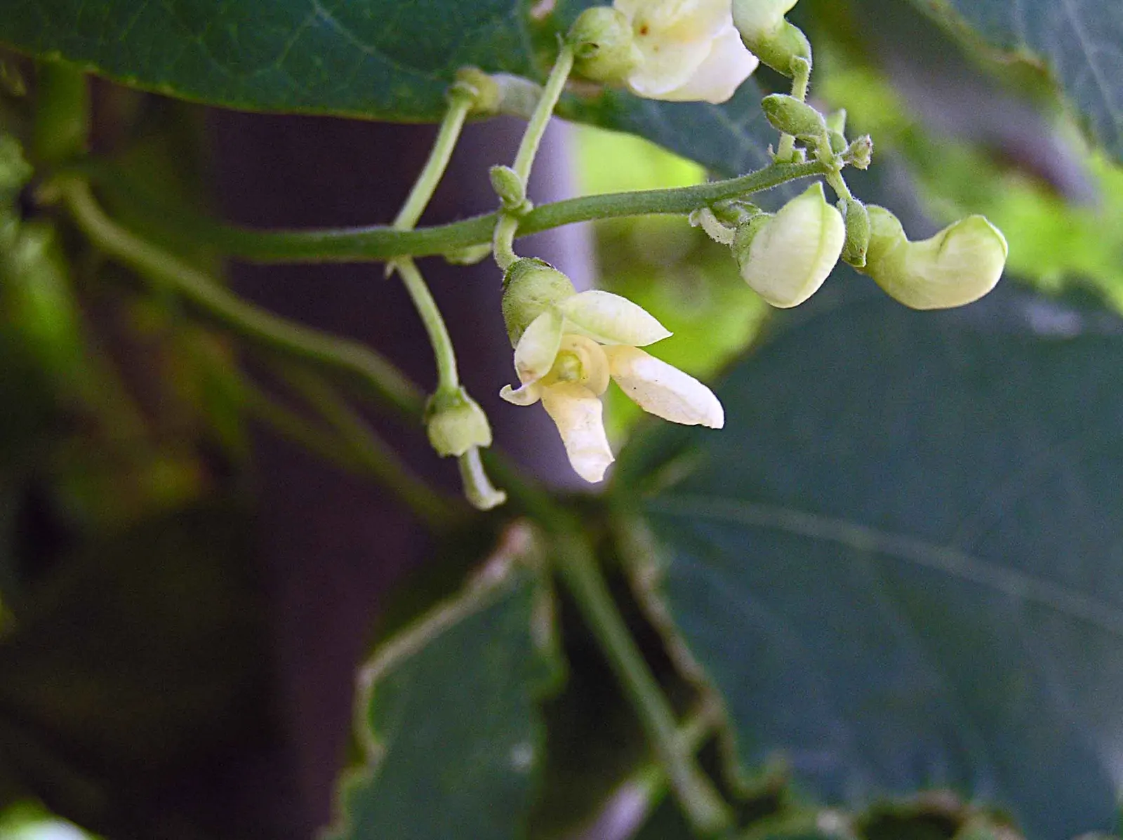 Lima Beans (Phaseolus Lunatus) — thrive well in full sun and rich