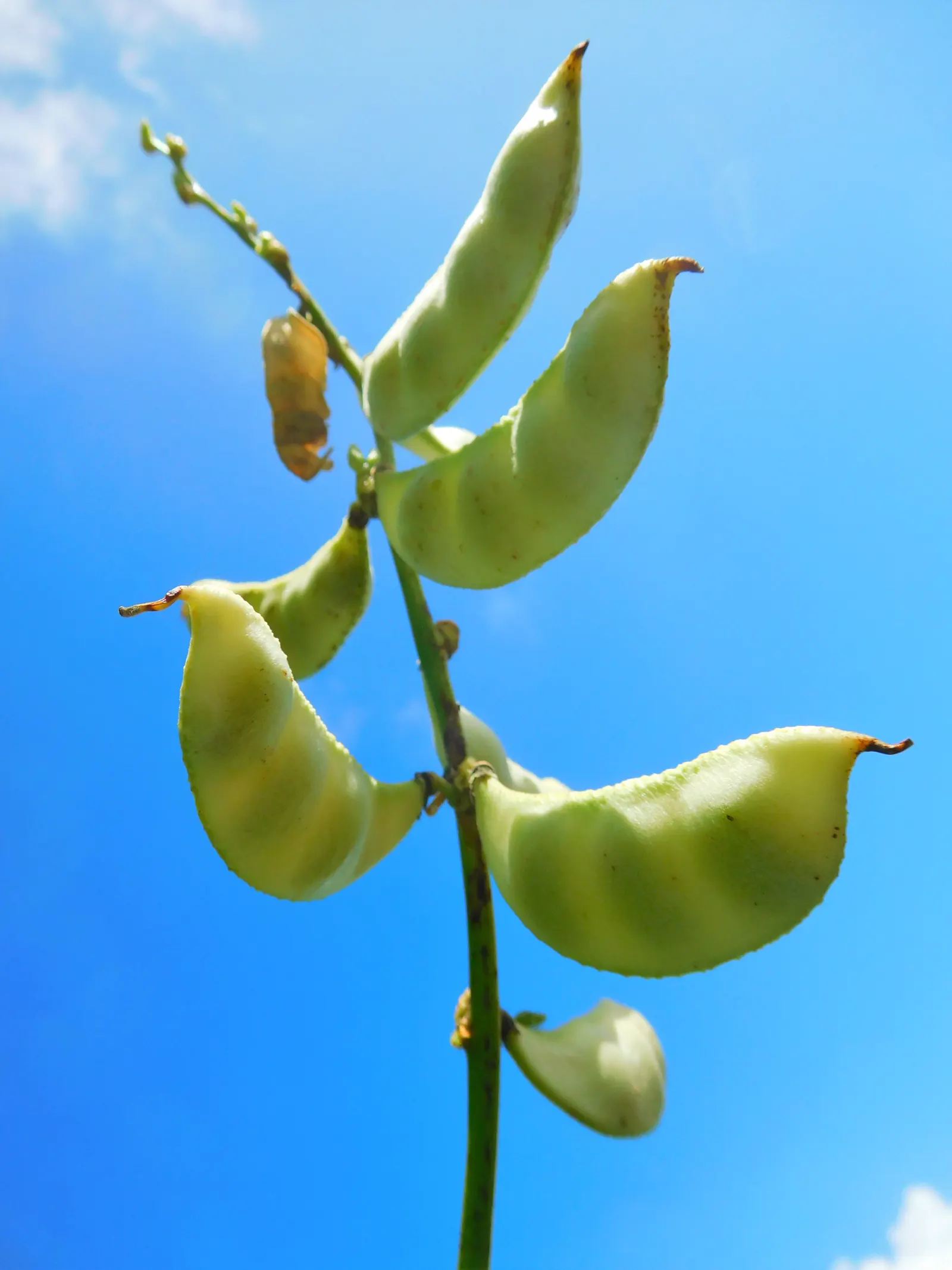 Lima Beans (Phaseolus Lunatus) — measuring 3 to 4 inches in length