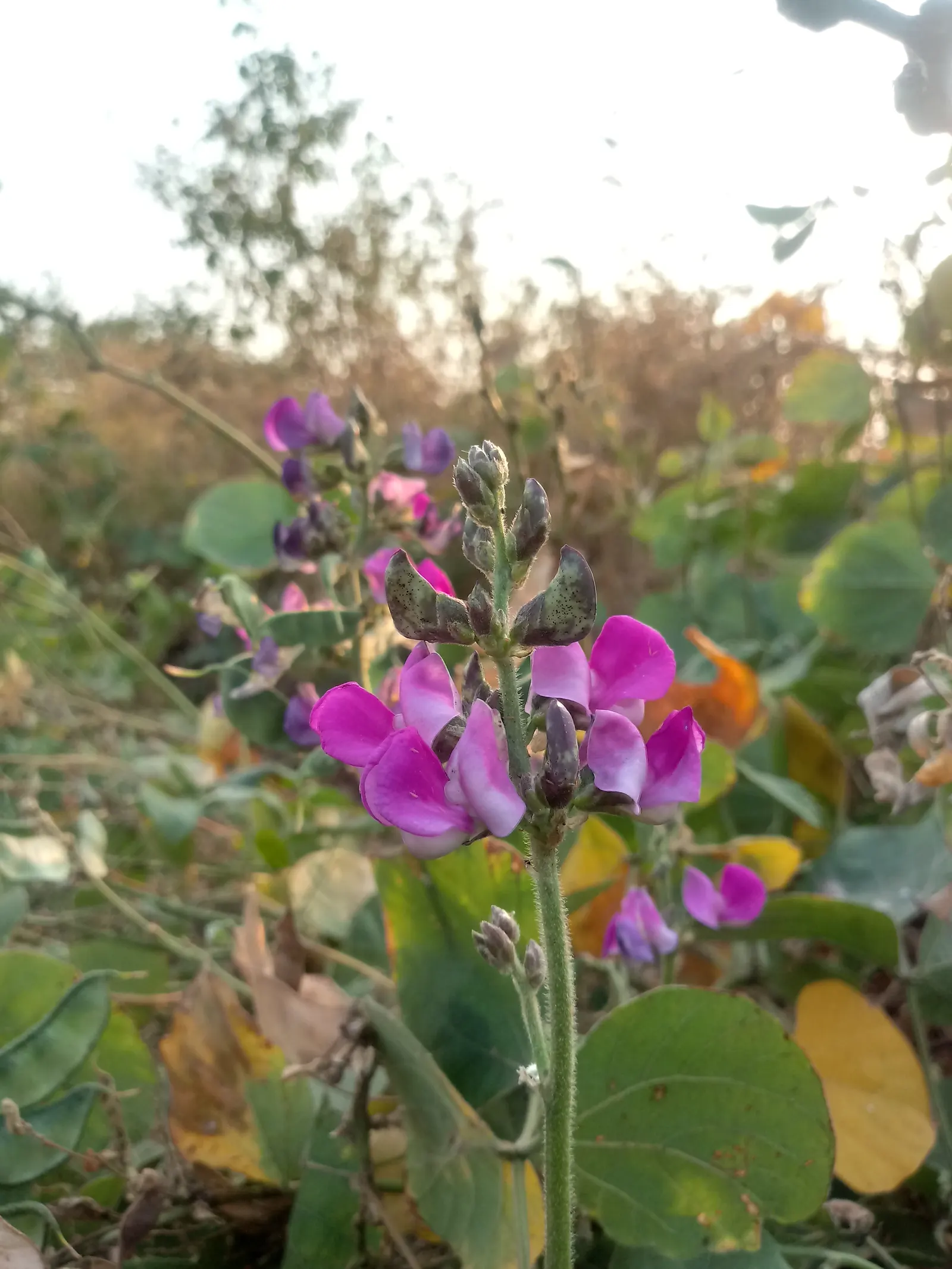Lima Beans (Phaseolus Lunatus) — Lima beans should be strategically placed in full sun