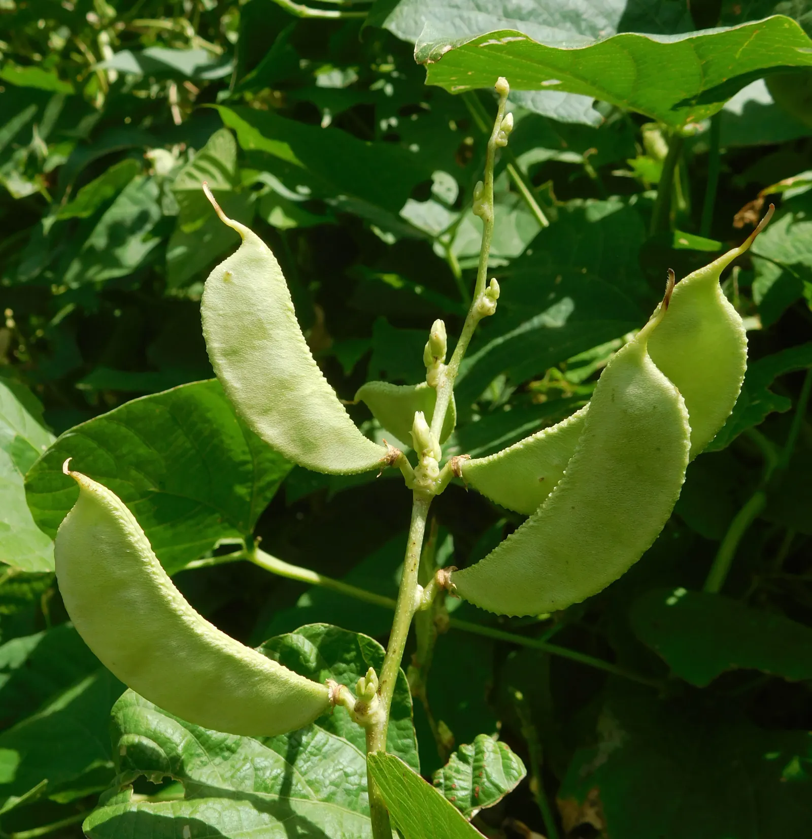 Lima Beans (Phaseolus Lunatus) — though some pole varieties can climb up to 10 to 12 feet with the help of a trellis or support system