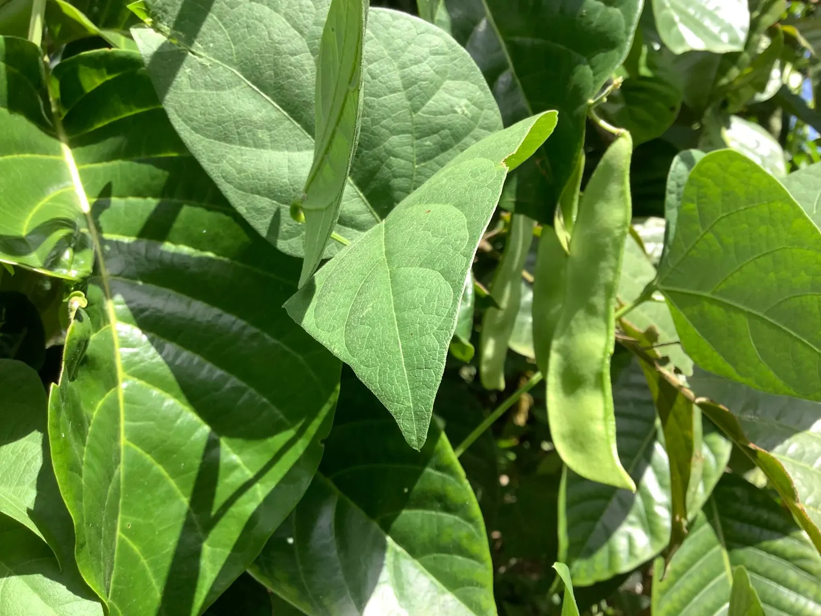 Lima Beans (Phaseolus Lunatus) — With vines reaching up to 12 ft, they require support like trellises or stakes