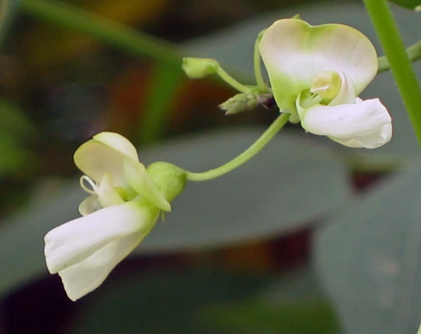 Lima Beans (Phaseolus Lunatus) — Native to Central and South America, these plants favor warm weather and thrive in U.S