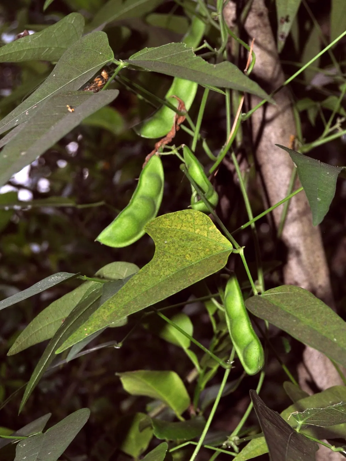 Lima Beans (Phaseolus Lunatus) — As a perennial in tropical areas and an annual in temperate regions