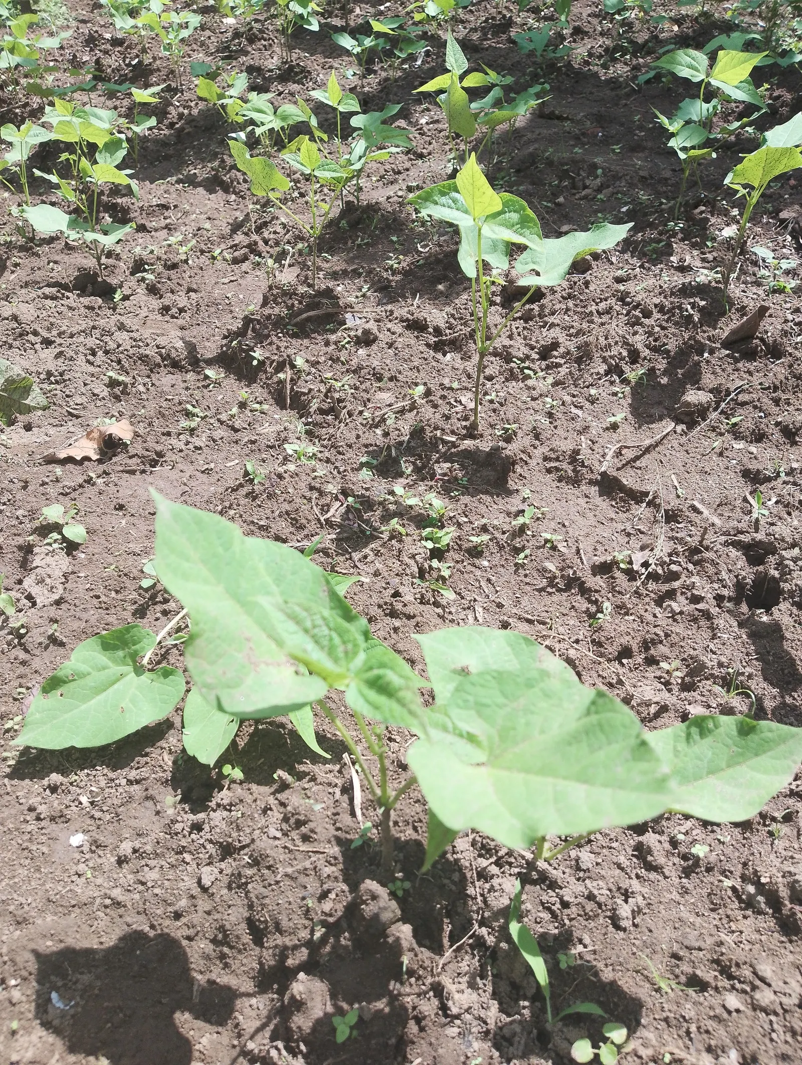 Lima Beans (Phaseolus Lunatus) — heart-shaped leaves create lush greenery