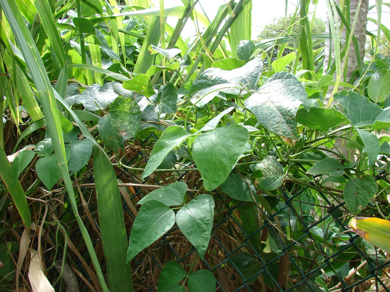 Lima Beans (Phaseolus Lunatus) — but also offers edible benefits