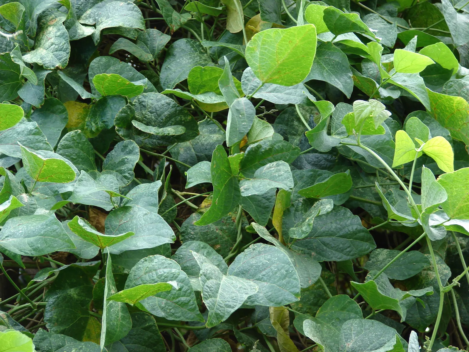 Lima Beans (Phaseolus Lunatus) — a perennial in frost-free climates and annual elsewhere