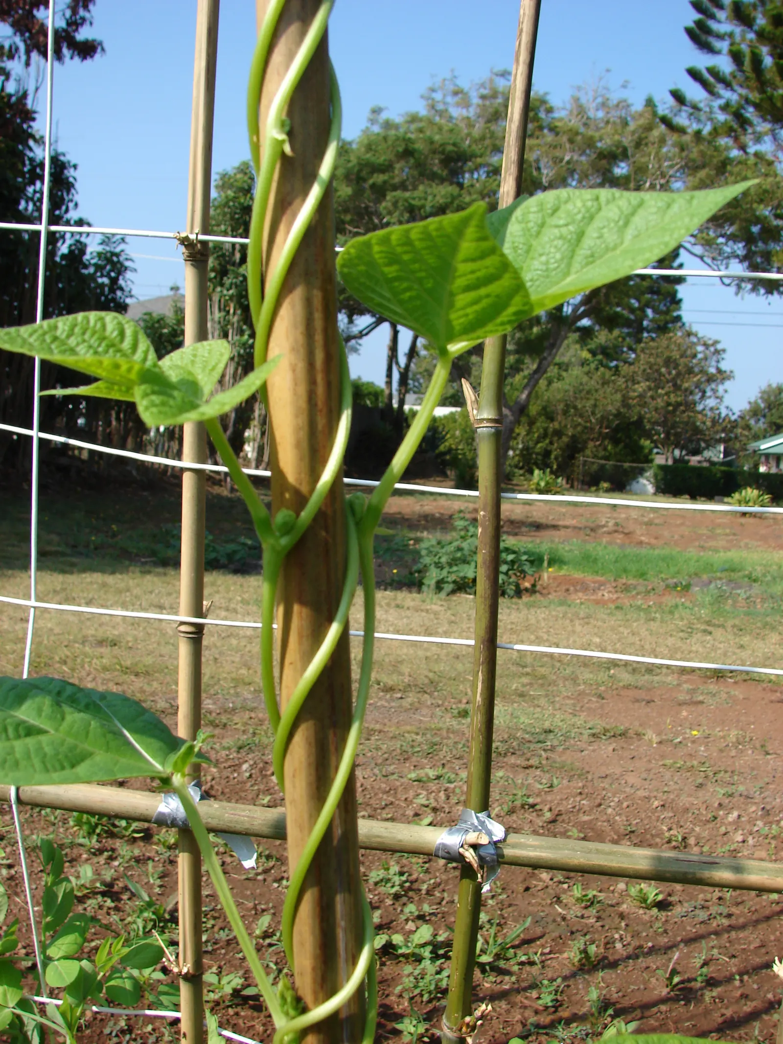 Lima Beans (Phaseolus Lunatus) — Lima beans can yield a generous crop